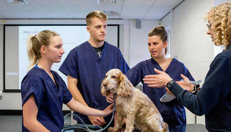 Everything You Need to Know About Vet Nursing: The Beginner's Course Bundle